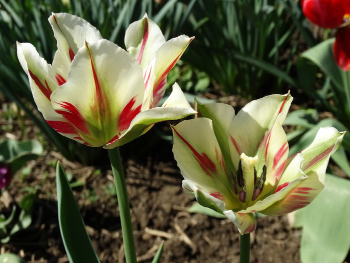 DSC06016 - In gradina 2016