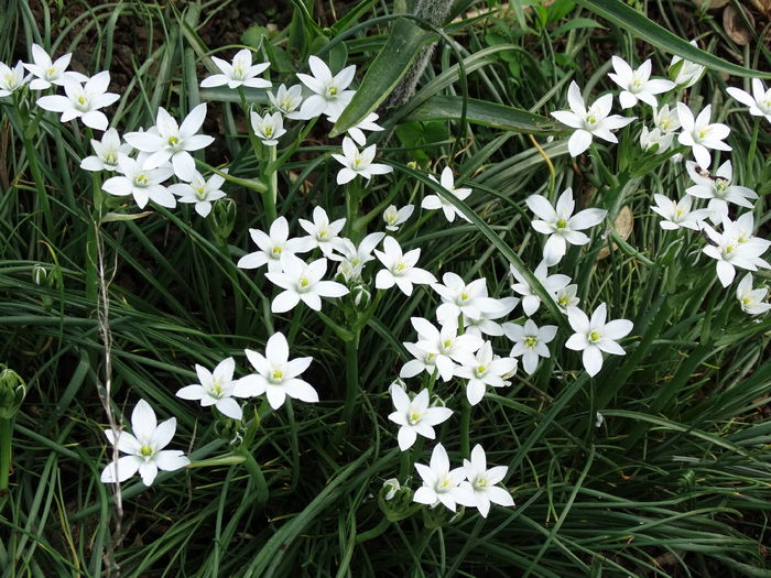 DSC06090 - In gradina 2016