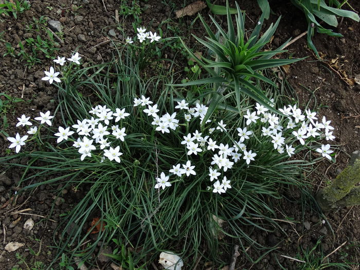 DSC06089 - In gradina 2016