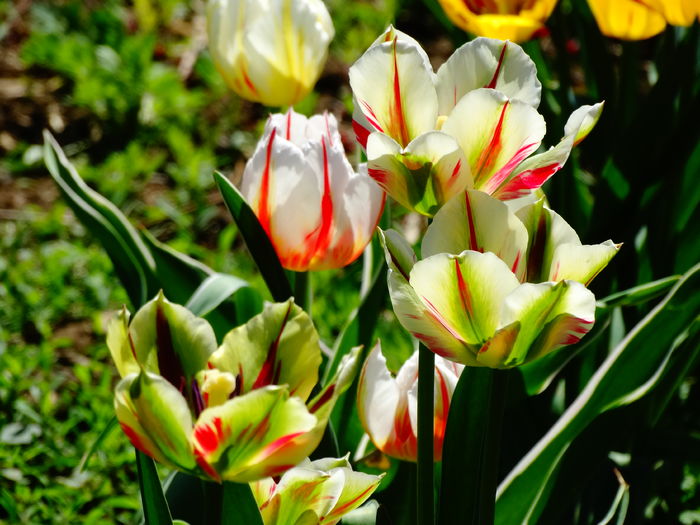 DSC06087 - In gradina 2016