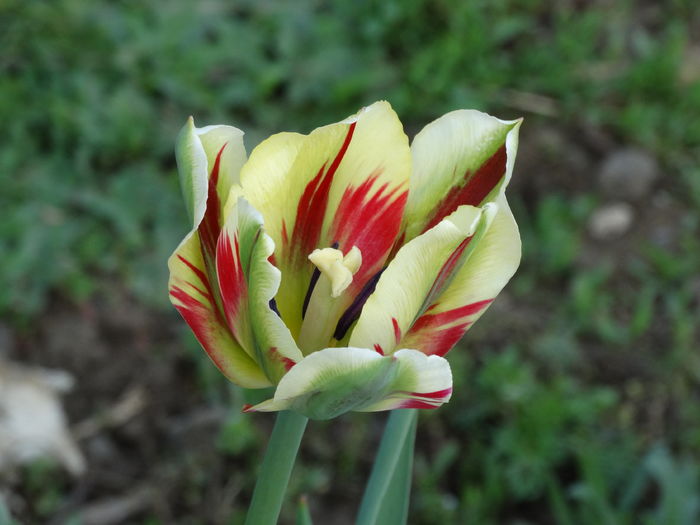 DSC06106 - In gradina 2016