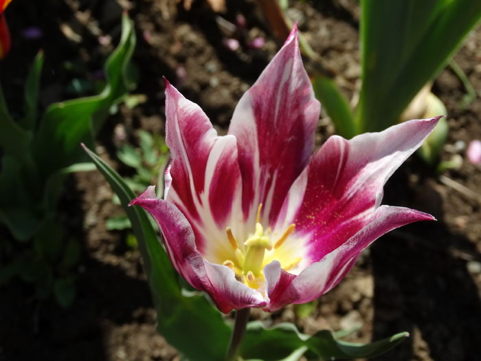 DSC06042 - In gradina 2016