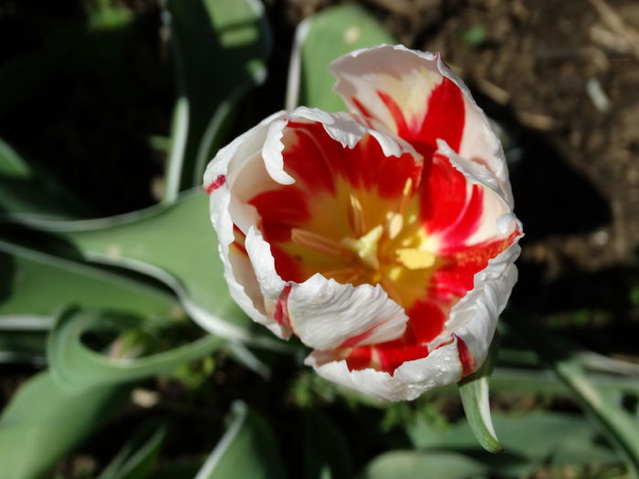 DSC06020 - In gradina 2016