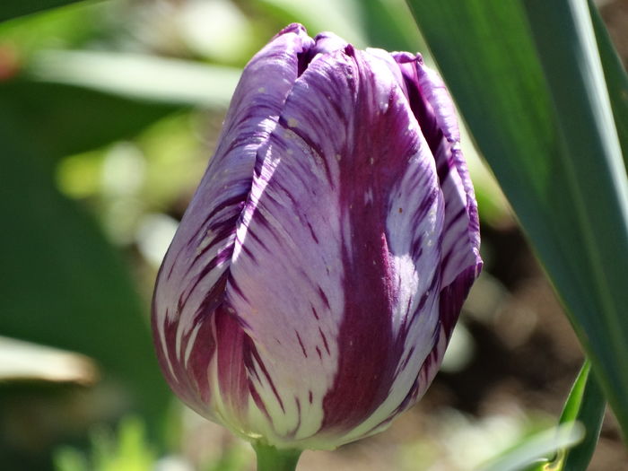 DSC05998 - In gradina 2016