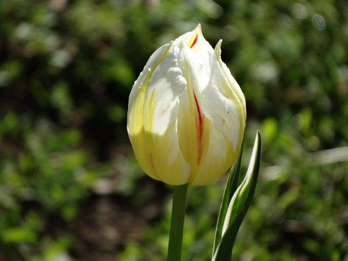 DSC05992 - In gradina 2016