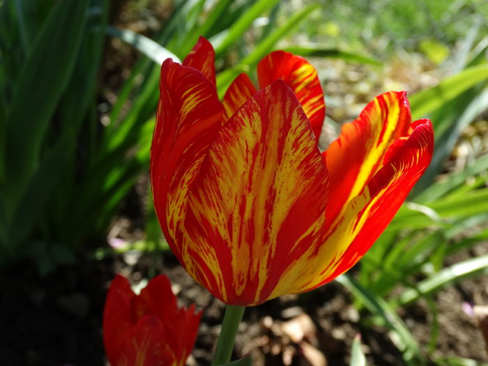 DSC06045 - In gradina 2016