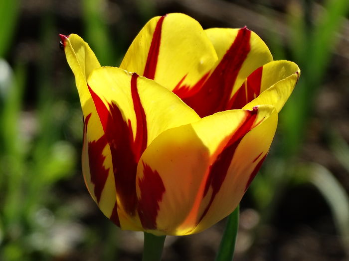 DSC05986 - In gradina 2016