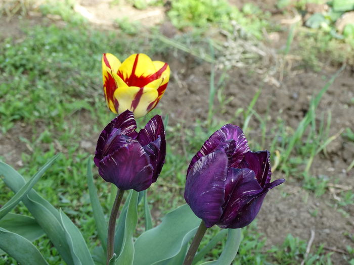 DSC06101 - In gradina 2016