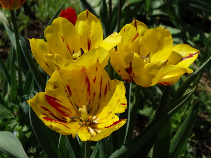 DSC06022 - In gradina 2016