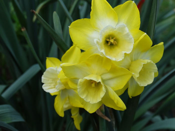 DSC06097 - In gradina 2016