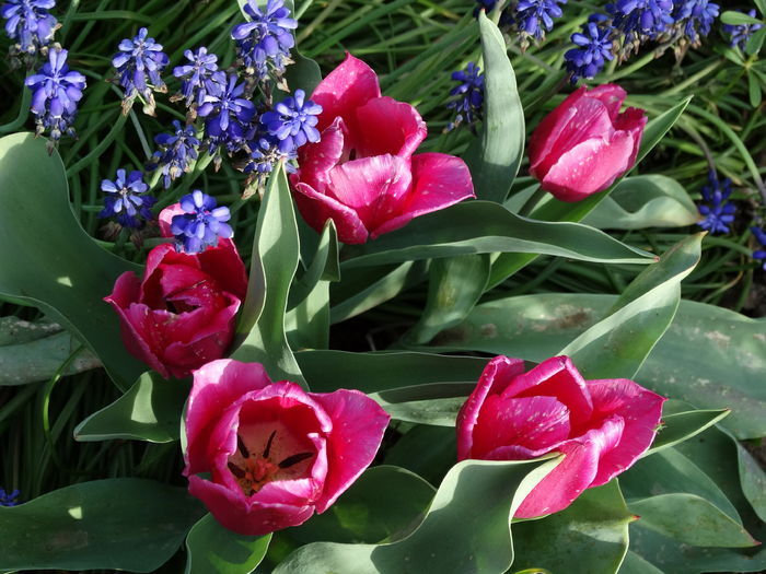 DSC06109 - In gradina 2016