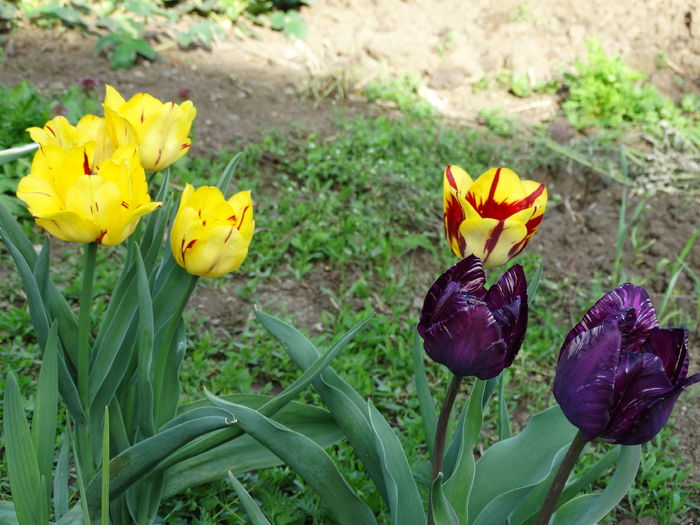 DSC06100 - In gradina 2016