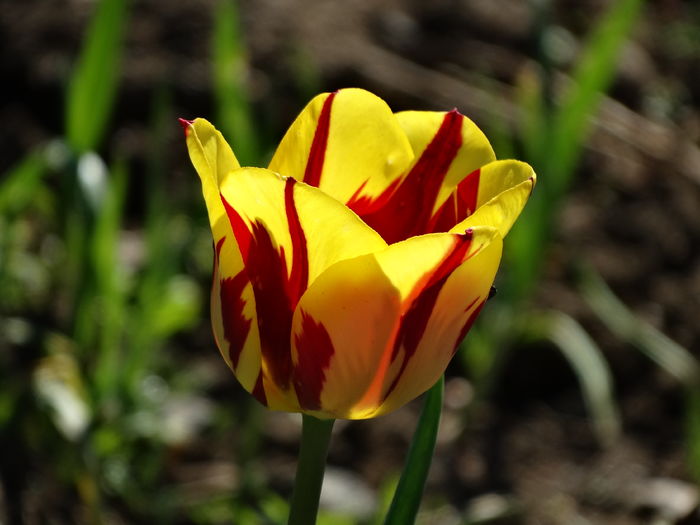 DSC05985 - In gradina 2016