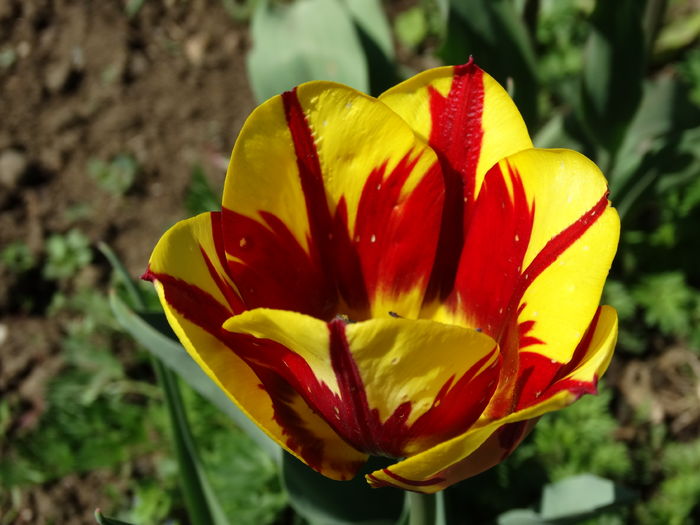 DSC06026 - In gradina 2016