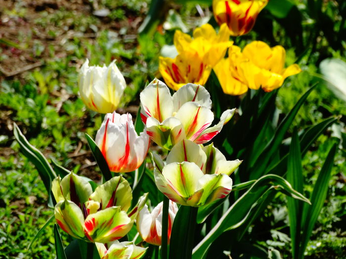 DSC06086 - In gradina 2016