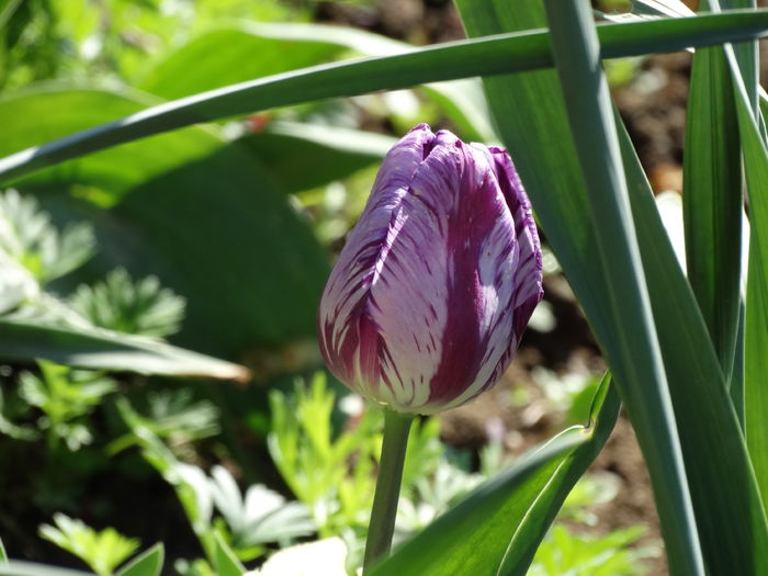 DSC05996 - In gradina 2016