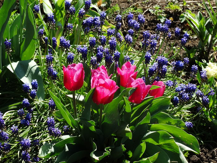 DSC05975 - In gradina 2016