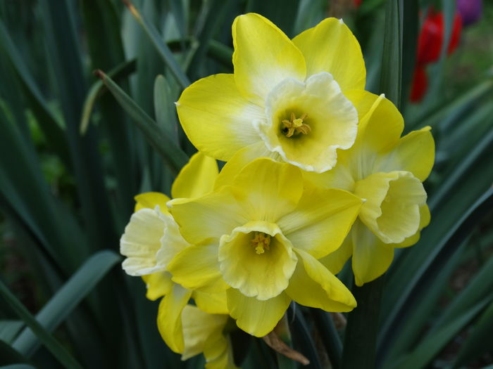 DSC06099 - In gradina 2016