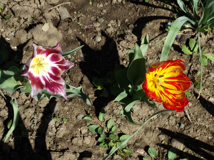 DSC06067 - In gradina 2016