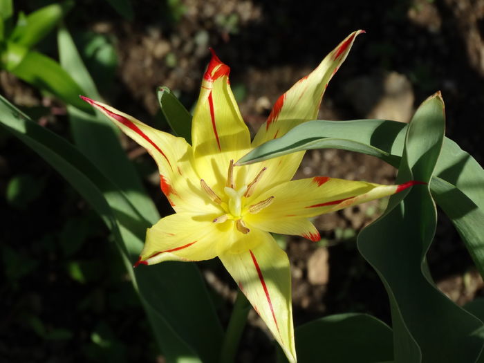 DSC06065 - In gradina 2016