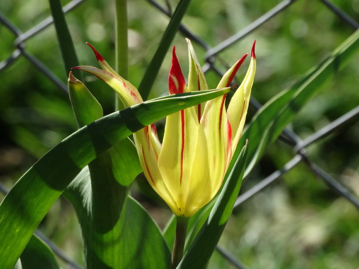 DSC06052 - In gradina 2016