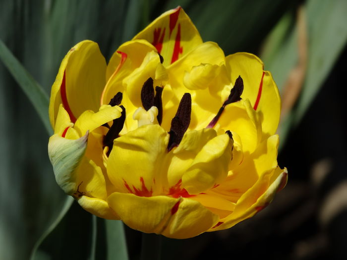 DSC06036 - In gradina 2016