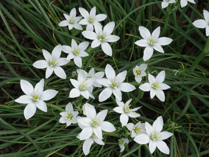 DSC06092 - In gradina 2016