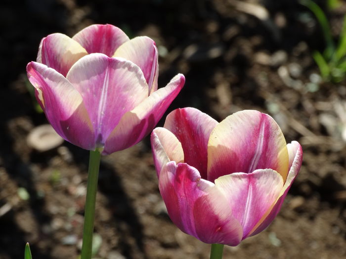 DSC05999 - In gradina 2016