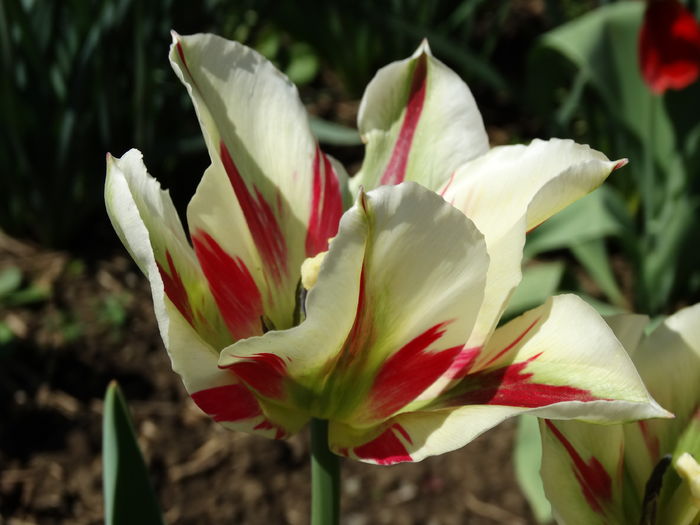 DSC06017 - In gradina 2016