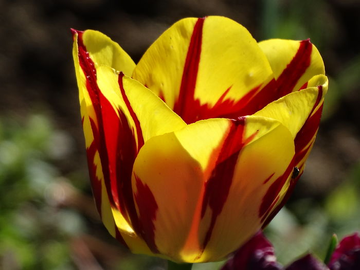 DSC05984 - In gradina 2016