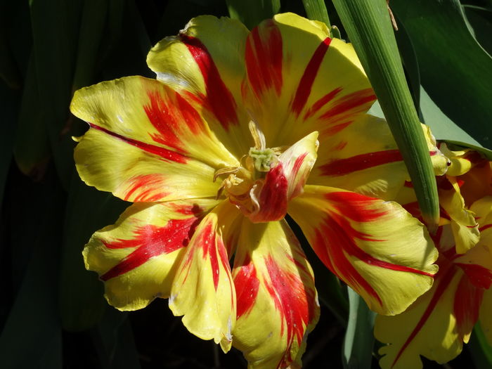 DSC05995 - In gradina 2016