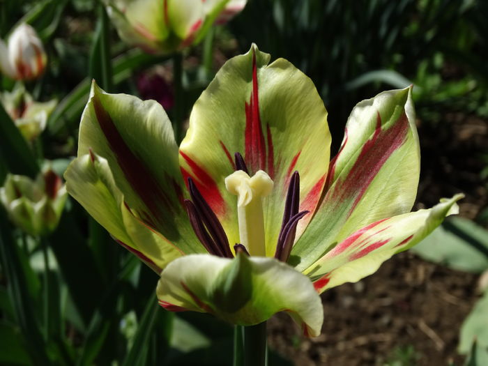 DSC06014 - In gradina 2016