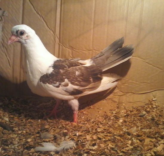 din linie de galbeni si florii moriscari