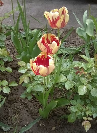 Lalele - Plante de gradina