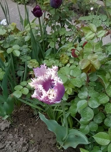 Lalea - Plante de gradina