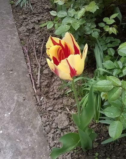 Lalea - Plante de gradina