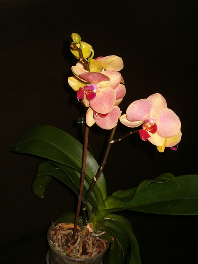 7 febr 2010 - Orhidee