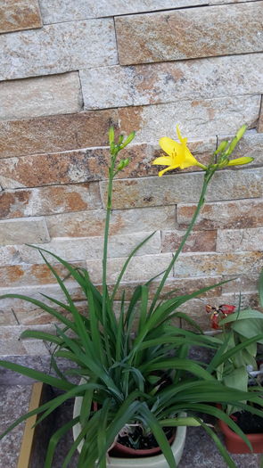 20160418_165009 - aprilie 2016