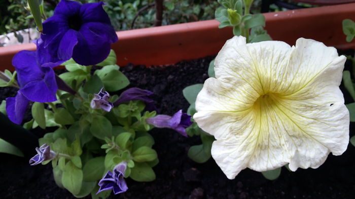 20160418_164923 - aprilie 2016