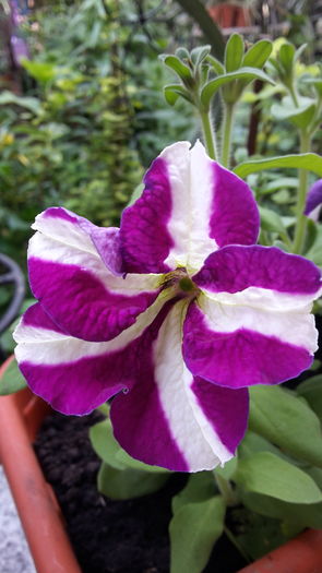 20160418_164946 - aprilie 2016