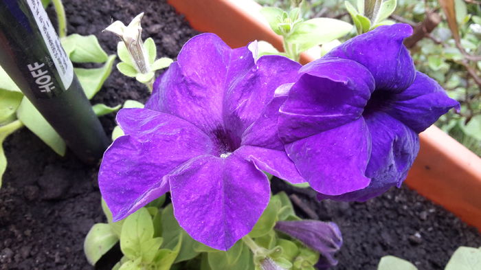 20160418_164930 - aprilie 2016