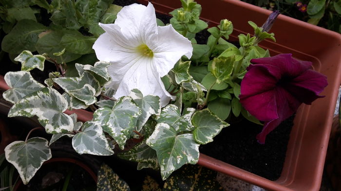 20160418_164909 - aprilie 2016