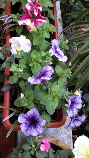 20160418_164825 - aprilie 2016