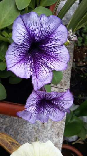 20160418_164820 - aprilie 2016