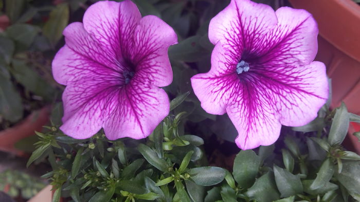 20160418_080320 - aprilie 2016