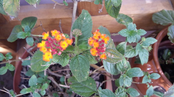 20160418_164719 - aprilie 2016