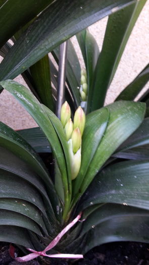 20160417_112629 - aprilie 2016