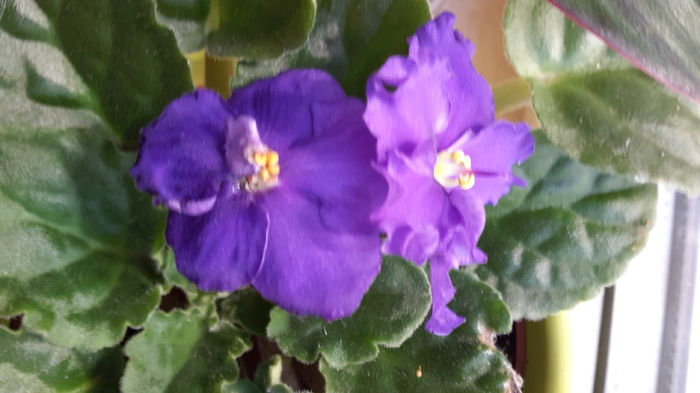 20160417_104609 - aprilie 2016