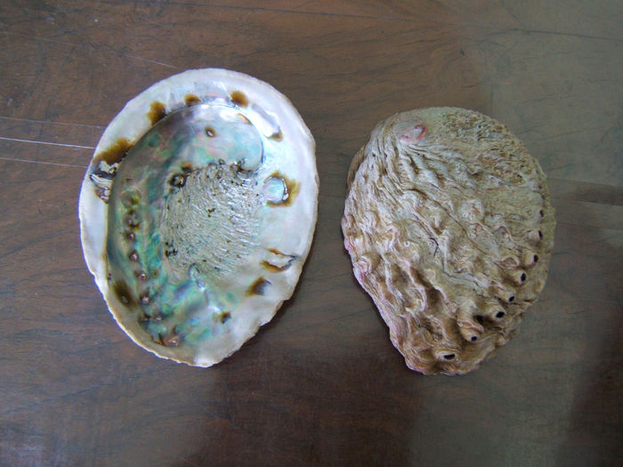 Haliotis - Abalone