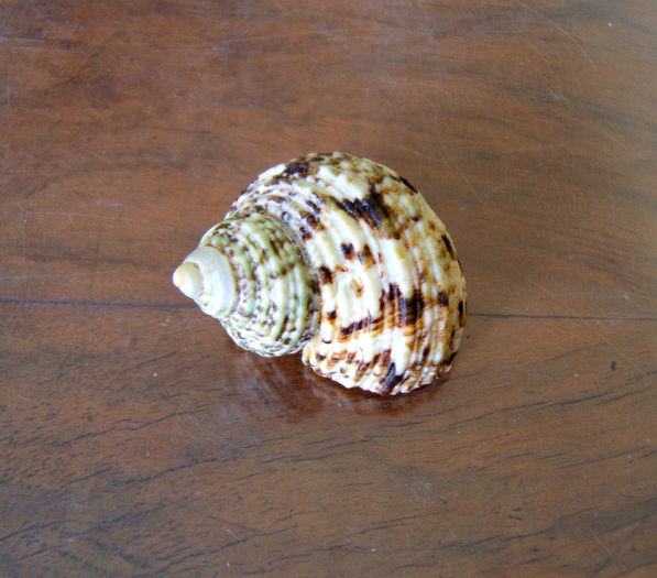 Turbo - Colectie scoici si melci